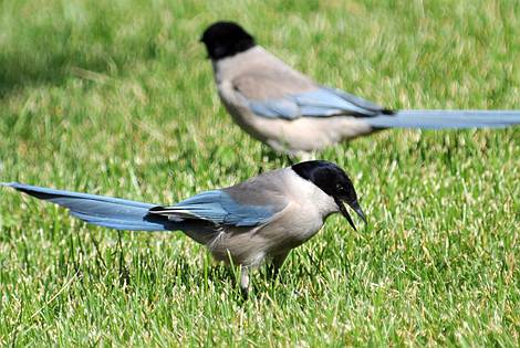 Birding in Changchun City