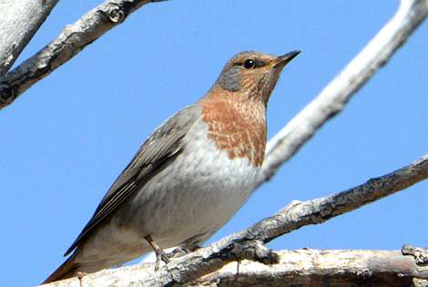 Birding in Hohhot City