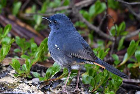 Birding in Shijiazhuang City