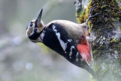 Birding in Jinan City