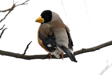 Birding in Zhengzhou City