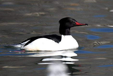 Birding in Harbin City