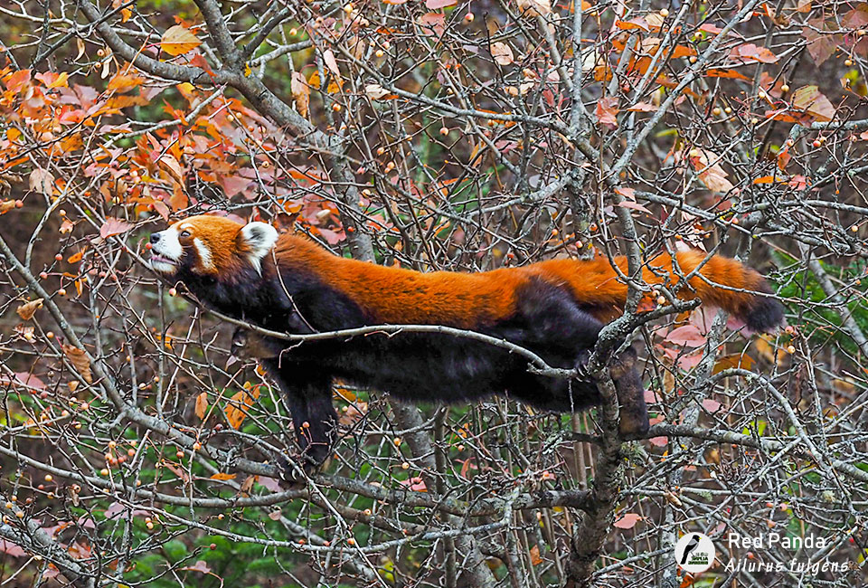 小熊猫-Red-Panda-(Ailurus-fulgens)