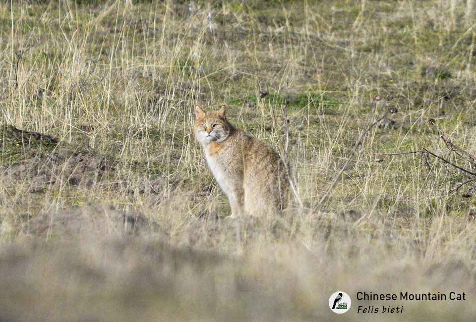 荒漠猫-Chinese-Mountain-Cat-(Felis-bieti)