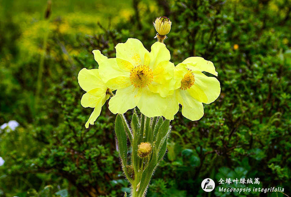 全缘叶绿绒蒿-Meconopsis-integrifolia