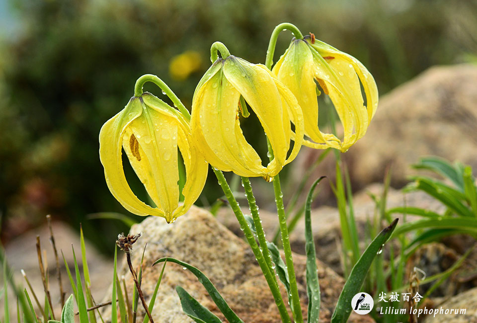 尖被百合-Lilium-lophophorum