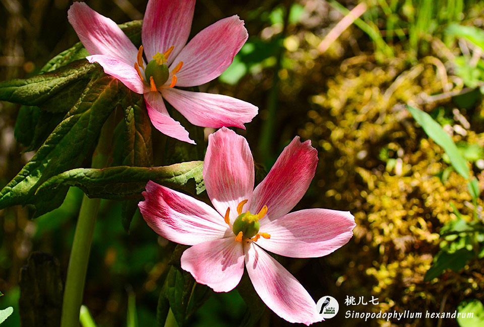 桃儿七-Sinopodophyllum-hexandrum