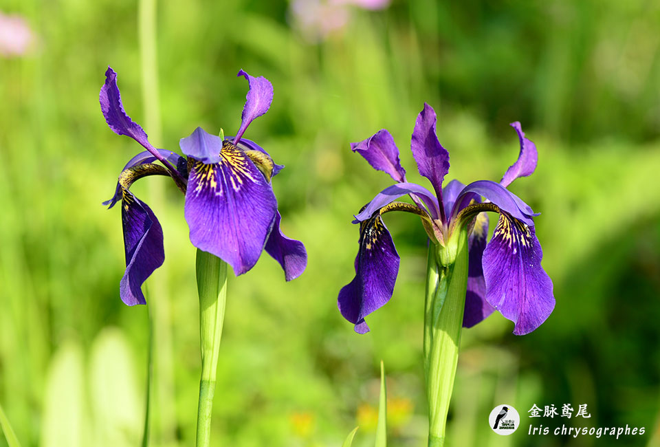 金脉鸢尾-Iris-chrysographes