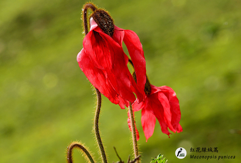 红花绿绒蒿-Meconopsis-punicea