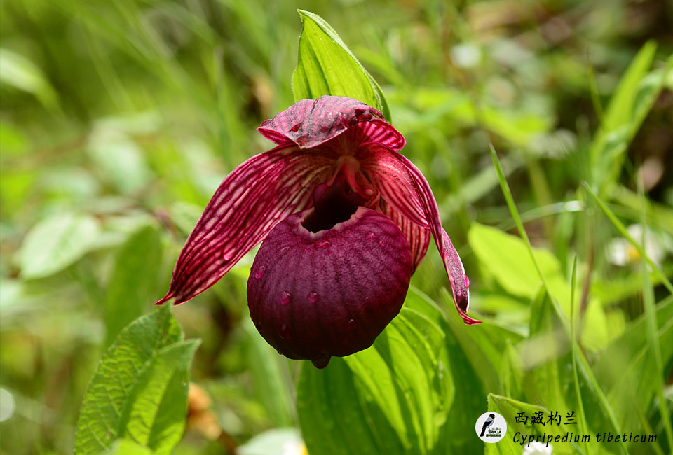 西藏杓兰-Cypripedium-tibeticum