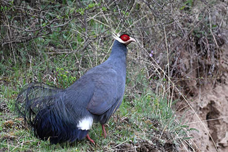 Brief of the Endemic Birds in China