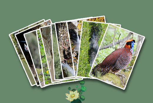 Bird / Mammal / Flora Postcards