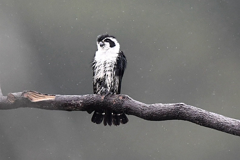 Pied Falconet