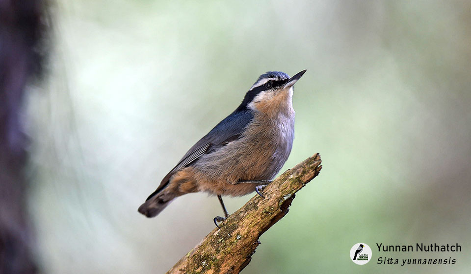 滇䴓-Yunnan-Nuthatch--(Sitta-yunnanensis)