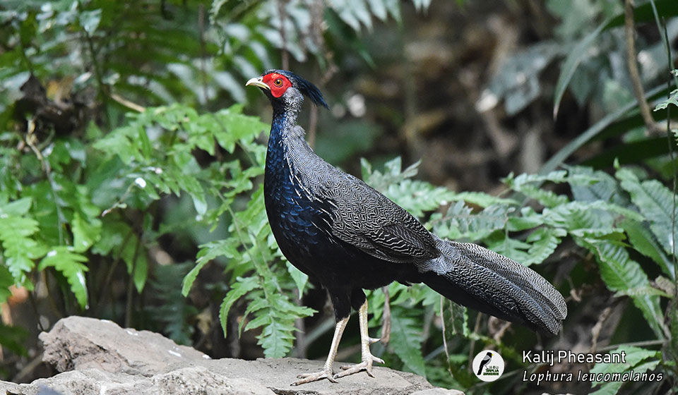 黑鹇--Kalij-Pheasant-(Lophura-leucomelanos)