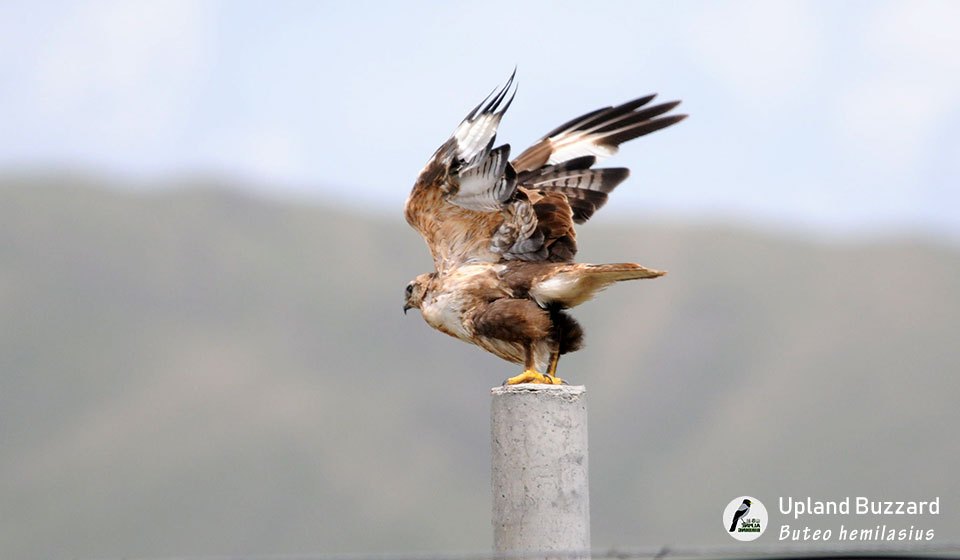 大鵟-Upland-Buzzard---(Buteo-hemilasius)