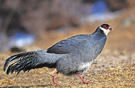 Lhasa Birding & Culture Exploration