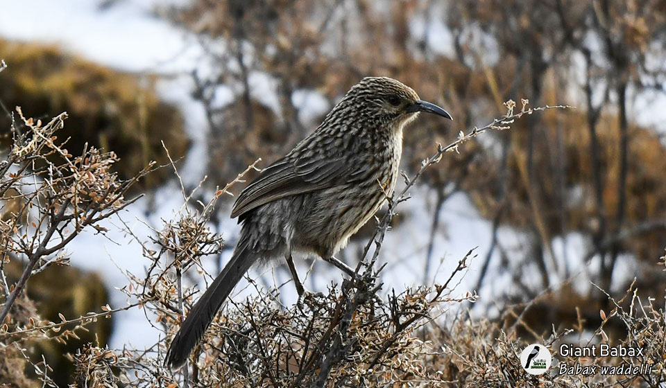 大草鹛--Giant-Babax-(Babax-waddelli)