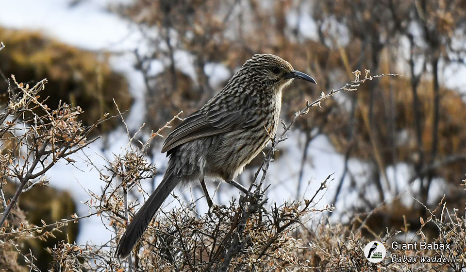 大草鹛--Giant-Babax-(Babax-waddelli)