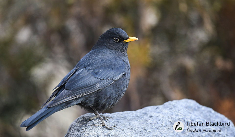 藏乌鸫--Tibetan-Blackbird-(Turdus-maximus)