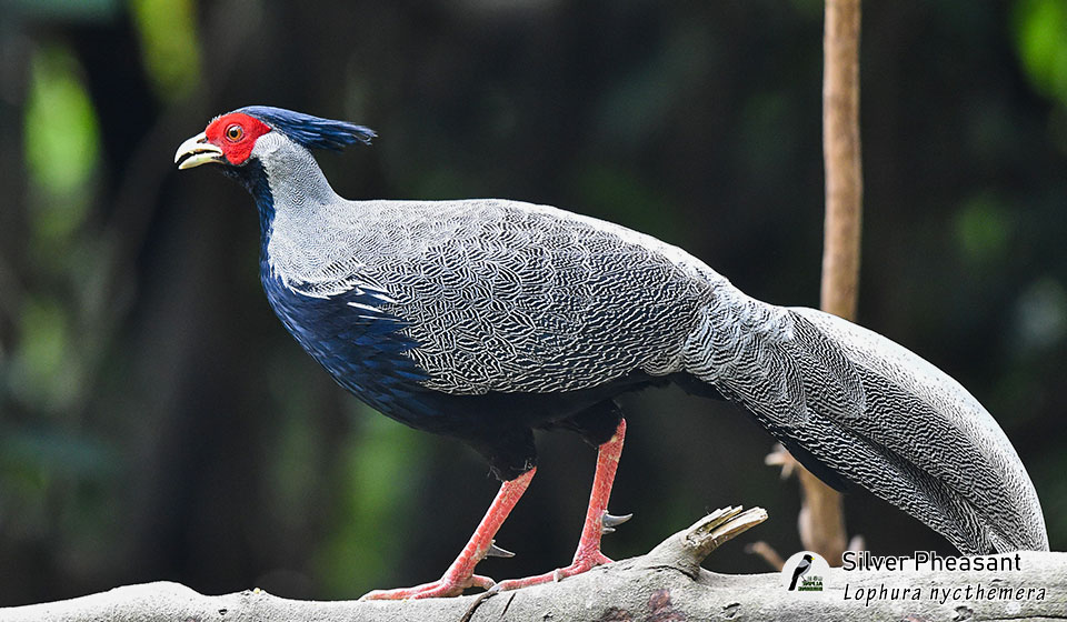 白鹇--Silver-Pheasant-(Lophura-nycthemera)