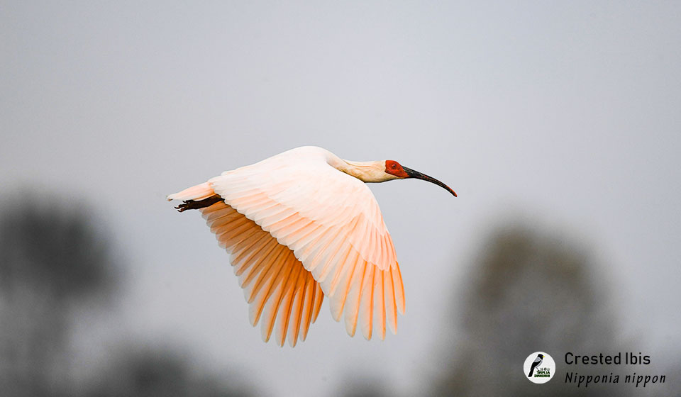 朱鹮--Crested-Ibis---(Nipponia-nippon)