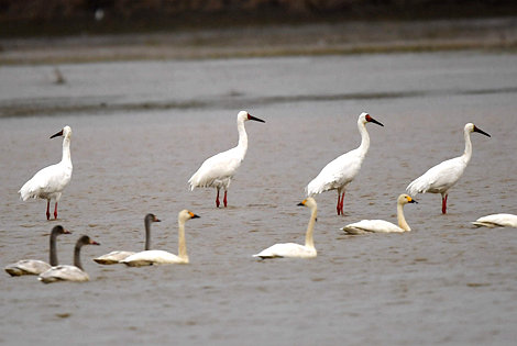 Siberian Crane