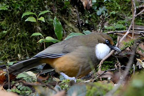 White-throated Laughingthrush