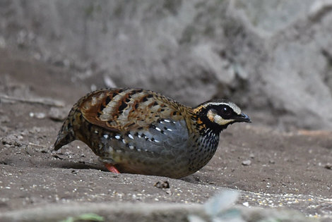 White-cheeked Partridge