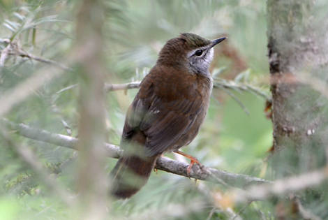 Spotted Bush Warbler