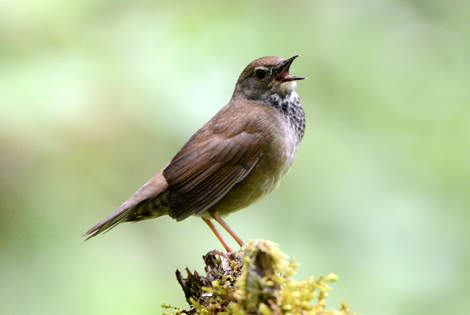 Baikal Bush Warbler