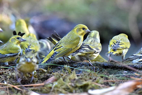 Tibetan Serin