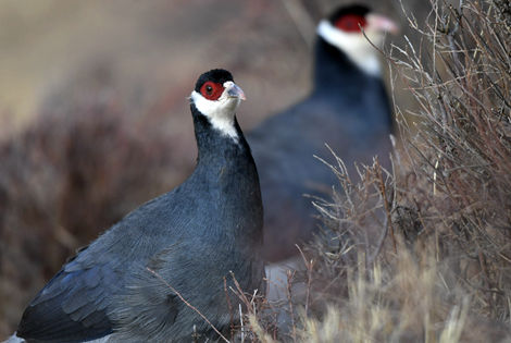 Tibetan Eared Pheasant