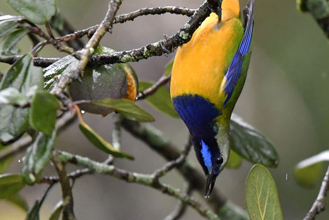 Orange bellied Leafbird