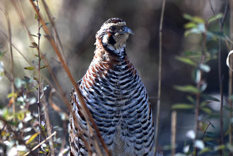 Tibetan Partridge