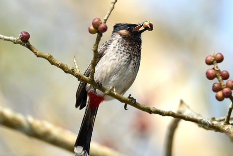 Red vented Bulbul