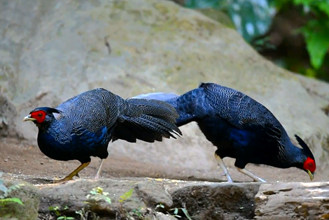 Kalij Pheasant