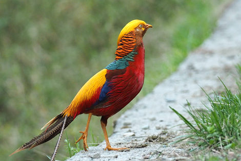 Golden Pheasant