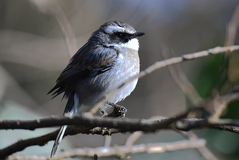 Grey Bushchat