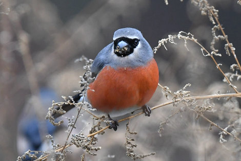 Grey headed Bullfinch