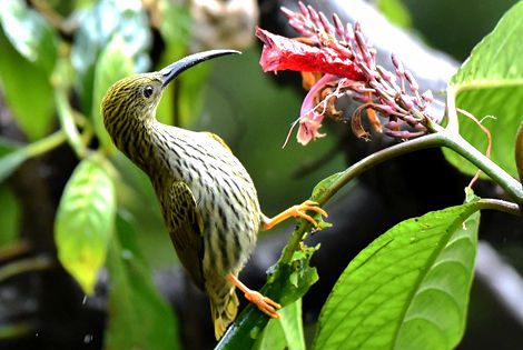 Streaked Spiderhunter