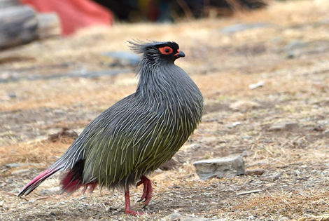 Blood Pheasant