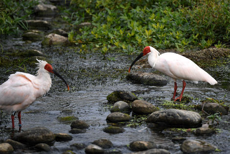 Crested Ibis