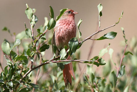 Przevalski's Finch