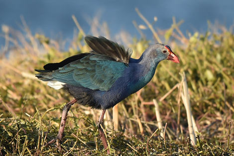 Grey headed Swamphen