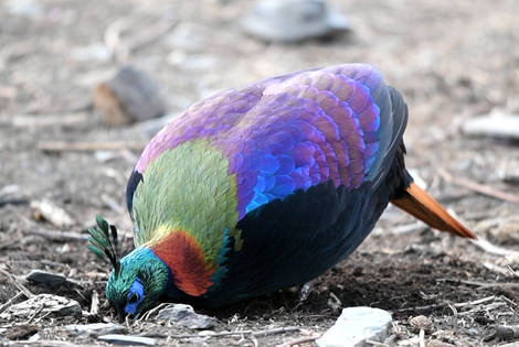 Himalayan Monal