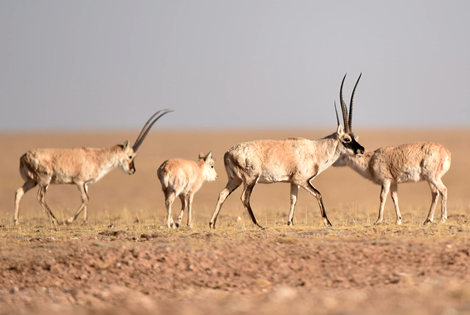 Tibetan Antelope