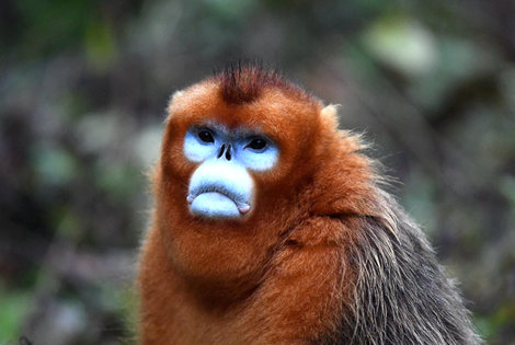 Golden Snub-nosed Monkey