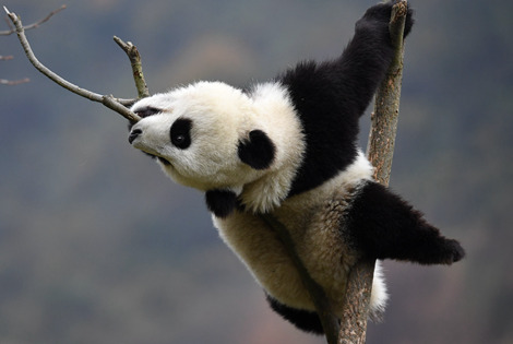 Giant Panda