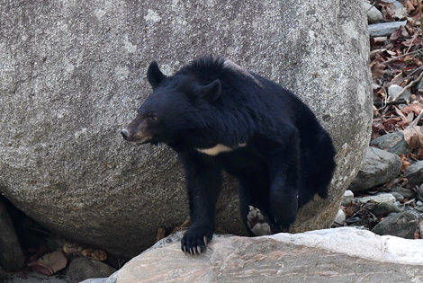 Asiatic Black Bear